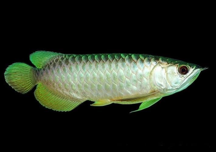 能提供更多九龍魚的圖片嗎？ 能提供更多九龍魚的圖片嗎？ 龍魚百科 第18張