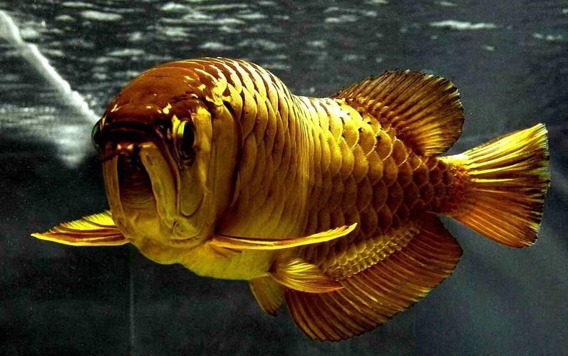 能提供更多九龍魚的圖片嗎？ 能提供更多九龍魚的圖片嗎？ 龍魚百科 第7張