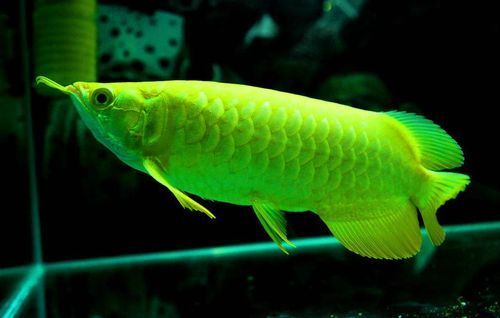 能提供更多九龍魚的圖片嗎？ 能提供更多九龍魚的圖片嗎？ 龍魚百科 第12張