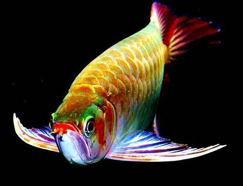 能提供更多九龍魚的圖片嗎？ 能提供更多九龍魚的圖片嗎？ 龍魚百科 第14張