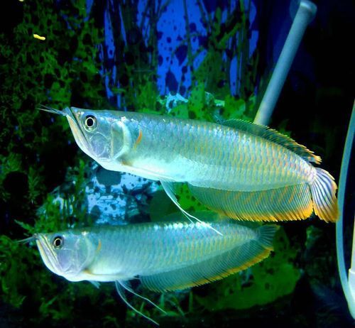 能提供更多九龍魚的圖片嗎？ 能提供更多九龍魚的圖片嗎？ 龍魚百科 第10張