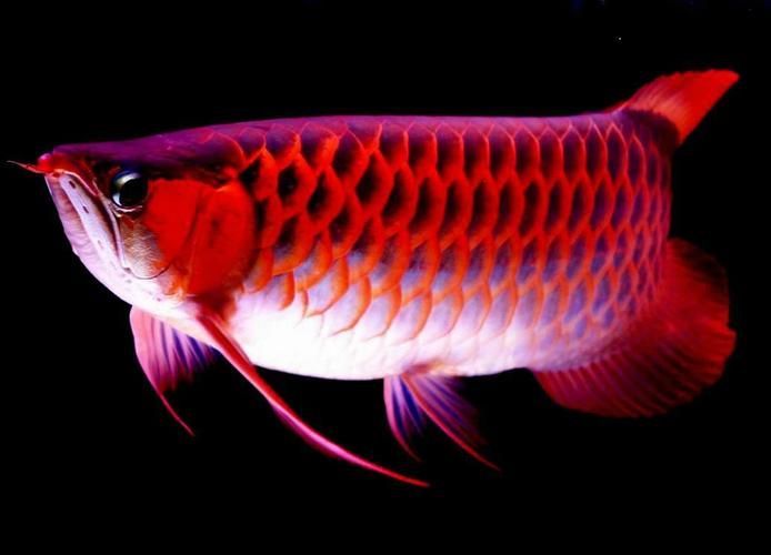 能提供更多九龍魚的圖片嗎？ 能提供更多九龍魚的圖片嗎？ 龍魚百科 第19張