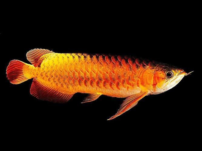 能提供更多九龍魚的圖片嗎？ 能提供更多九龍魚的圖片嗎？ 龍魚百科 第8張