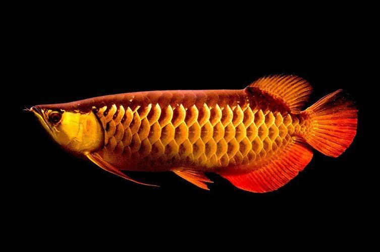 能提供更多九龍魚的圖片嗎？ 能提供更多九龍魚的圖片嗎？ 龍魚百科 第16張