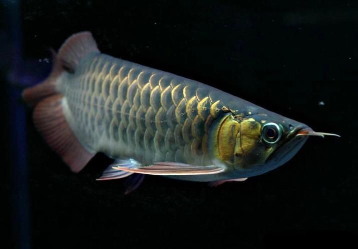 能提供更多九龍魚的圖片嗎？ 能提供更多九龍魚的圖片嗎？ 龍魚百科 第11張