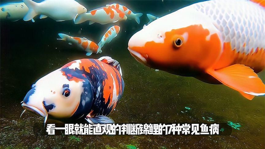 錦鯉寄生蟲感染如何預(yù)防