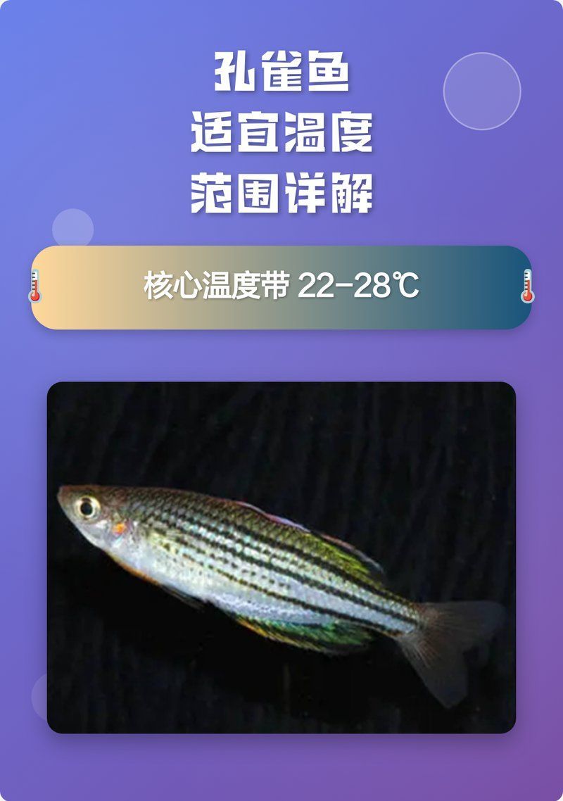 如何維持孔雀魚水溫穩定，如何維持孔雀魚的水溫穩定 如何維持孔雀魚水溫穩定，如何維持孔雀魚的水溫穩定 龍魚百科 第2張