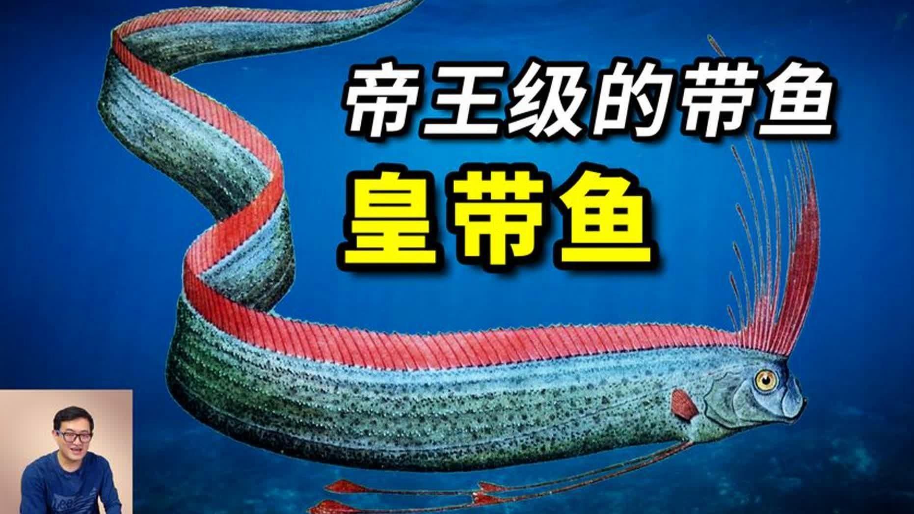 如何區分皇帶魚和巨魾，如何區分皇帶魚和巨[需手動填充]
