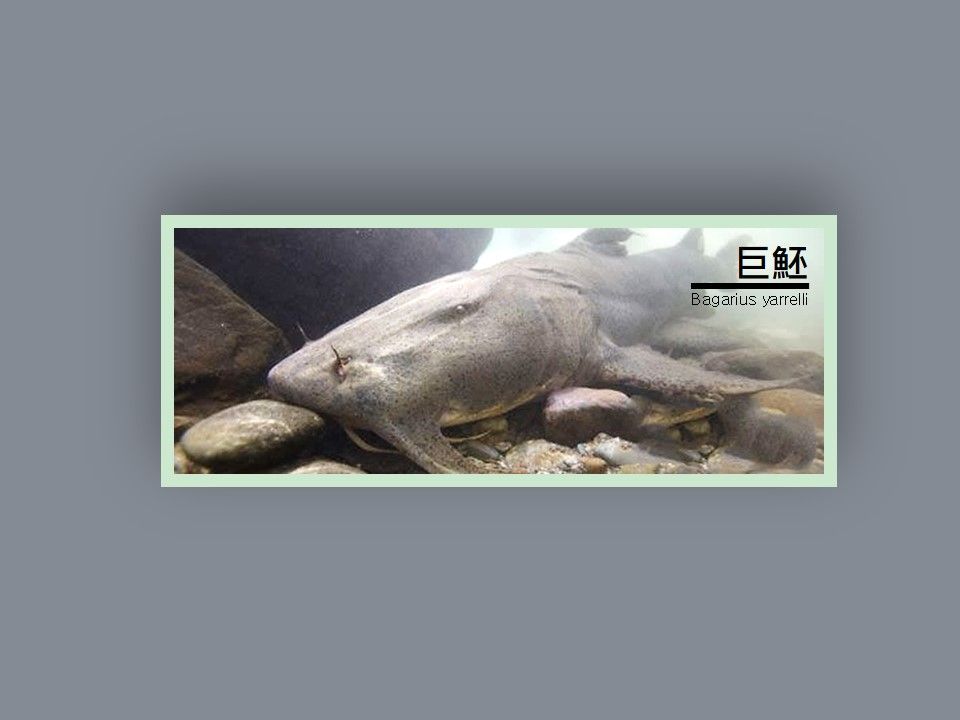 如何區分皇帶魚和巨魾，如何區分皇帶魚和巨[需手動填充]