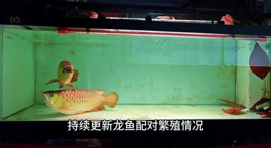 萬隆萬龍魚苗的繁殖方法是什么？，萬隆萬龍魚苗的繁殖技術(shù)