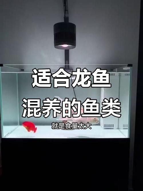 萬隆萬龍魚苗的繁殖方法是什么？，萬隆萬龍魚苗的繁殖技術(shù)