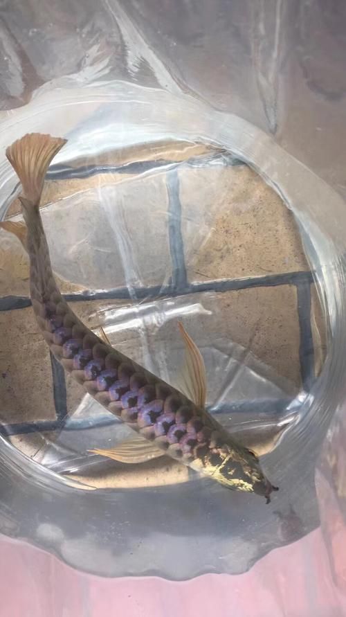 立達金龍魚哪個型號最受歡迎？，立達金龍魚哪個品牌最受歡迎