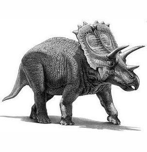 四角龍圖片，關于四角龍的知識 四角龍圖片，關于四角龍的知識 龍魚百科 第1張