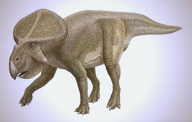 四角龍圖片，關于四角龍的知識 四角龍圖片，關于四角龍的知識 龍魚百科 第2張