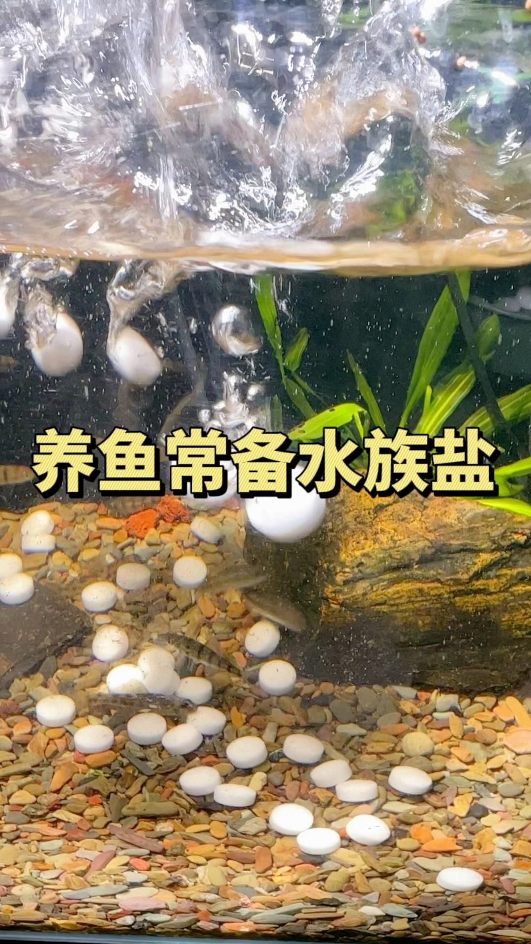 魚缸加鹽后多久換水，魚缸加鹽后換水的頻率取決于多種因素 魚缸加鹽后多久換水，魚缸加鹽后換水的頻率取決于多種因素 龍魚百科 第2張
