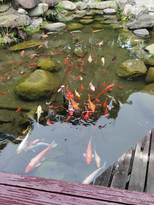 郁南龍魚的市場需求如何，郁南龍魚市場需求詳解“郁南龍魚”市場需求包含1000字描述和配圖 郁南龍魚的市場需求如何，郁南龍魚市場需求詳解“郁南龍魚”市場需求包含1000字描述和配圖 龍魚百科 第2張