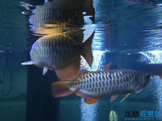 李亞四龍魚有哪些熱門品種?,李亞四龍魚品種鑒別指南 龍魚百科 第7張 李亞四龍魚有哪些熱門品種?,李亞四龍魚品種鑒別指南 李亞四龍魚有哪些熱門品種?,李亞四龍魚品種鑒別指南 龍魚百科 第7張