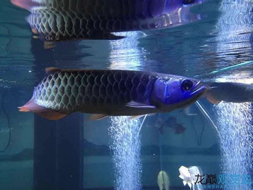 李亞四龍魚有哪些熱門品種?,李亞四龍魚品種鑒別指南 龍魚百科 第9張 李亞四龍魚有哪些熱門品種?,李亞四龍魚品種鑒別指南 李亞四龍魚有哪些熱門品種?,李亞四龍魚品種鑒別指南 龍魚百科 第9張