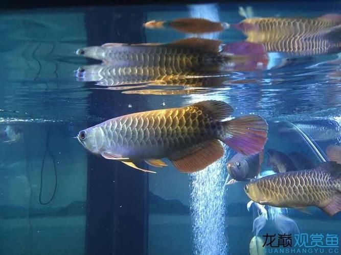 李亞四龍魚有哪些熱門品種?,李亞四龍魚品種鑒別指南 龍魚百科 第8張 李亞四龍魚有哪些熱門品種?,李亞四龍魚品種鑒別指南 李亞四龍魚有哪些熱門品種?,李亞四龍魚品種鑒別指南 龍魚百科 第8張
