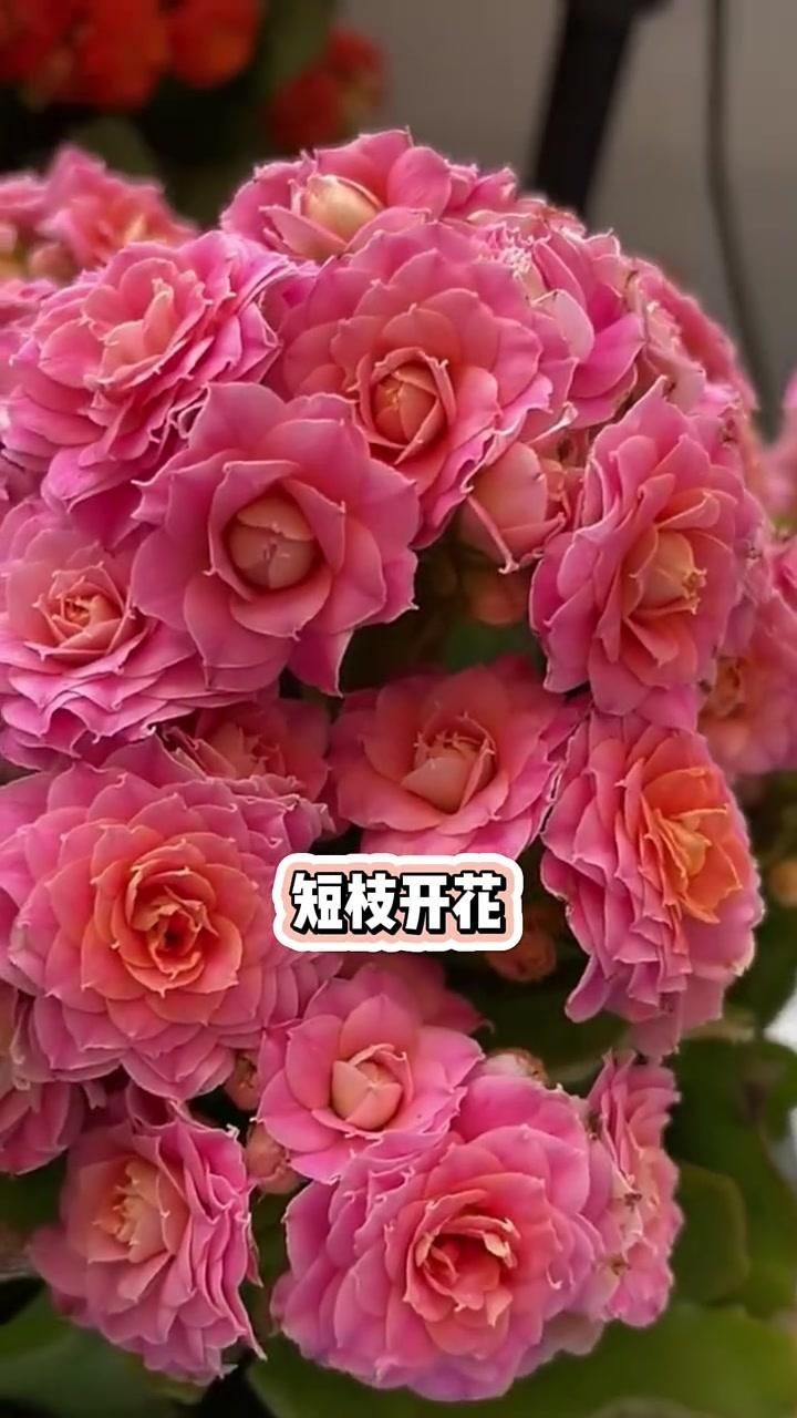長壽花有哪些常見品種？，長壽花中常見的10種常見品種，花期較長， 長壽花有哪些常見品種？，長壽花中常見的10種常見品種，花期較長， 龍魚百科