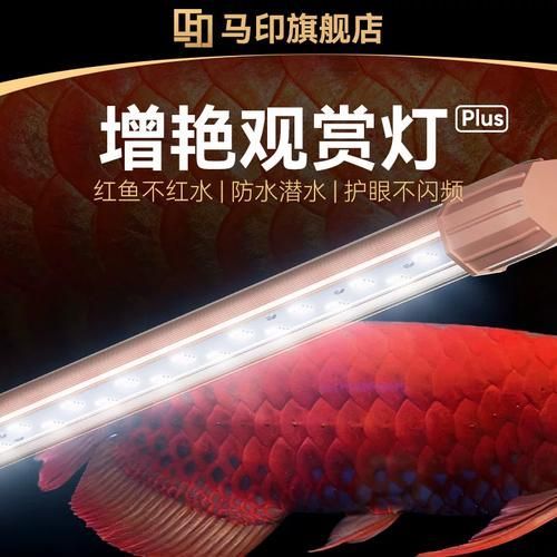 6500K色溫的龍魚燈有哪些品牌推薦？，6500k色溫的龍魚燈品牌有哪些品牌推薦？ 6500K色溫的龍魚燈有哪些品牌推薦？，6500k色溫的龍魚燈品牌有哪些品牌推薦？ 龍魚百科 第1張