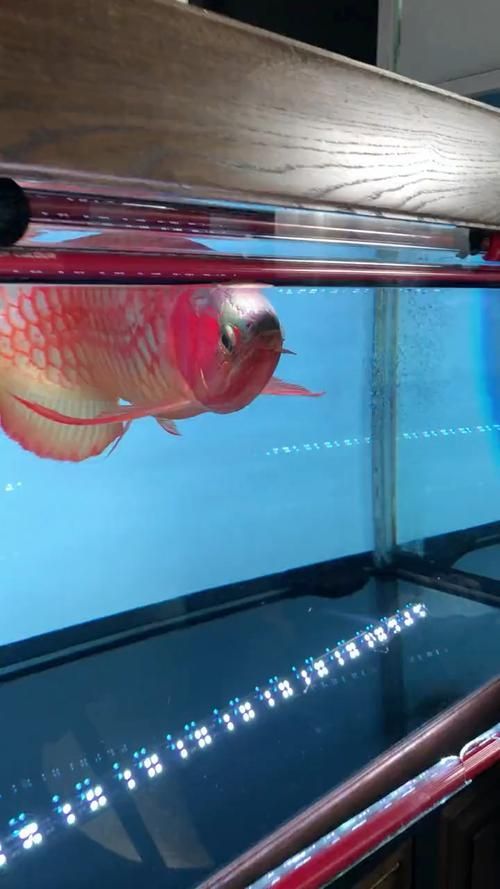 6500K色溫的龍魚燈有哪些品牌推薦？，6500k色溫的龍魚燈品牌有哪些品牌推薦？ 6500K色溫的龍魚燈有哪些品牌推薦？，6500k色溫的龍魚燈品牌有哪些品牌推薦？ 龍魚百科 第6張
