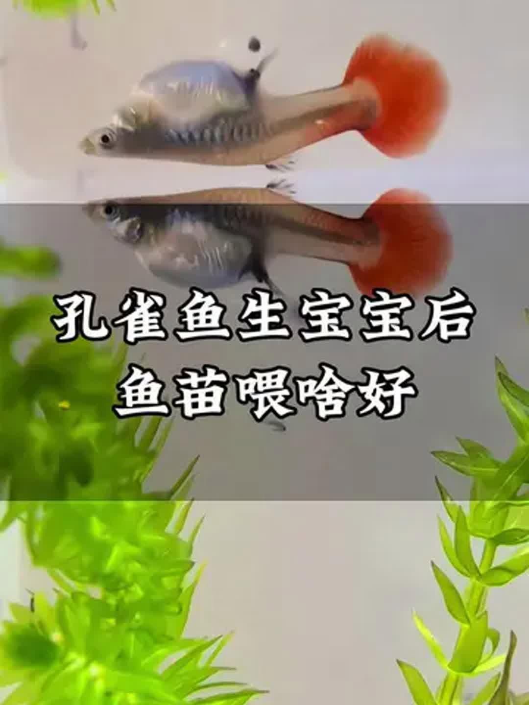 孔雀魚幼魚飼料推薦，孔雀魚幼魚飼料的選擇對于其健康成長至關重要