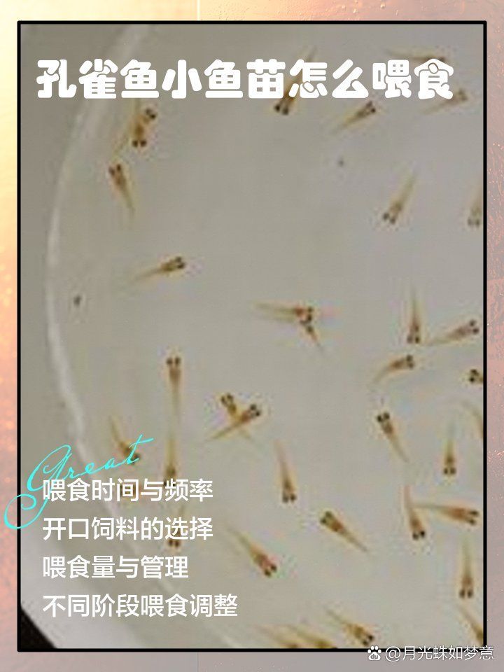 孔雀魚幼魚飼料推薦，孔雀魚幼魚飼料的選擇對于其健康成長至關重要