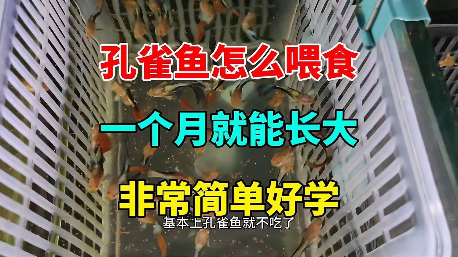 孔雀魚幼魚飼料推薦，孔雀魚幼魚飼料的選擇對于其健康成長至關重要