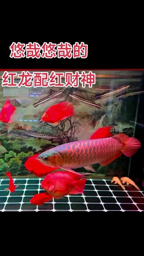 祥龍魚場有龍魚配魚的圖片嗎？，祥龍魚場的龍魚配魚圖片 祥龍魚場有龍魚配魚的圖片嗎？，祥龍魚場的龍魚配魚圖片 龍魚百科 第8張
