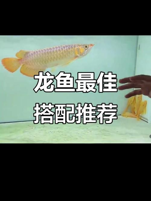祥龍魚場有龍魚配魚的圖片嗎？，祥龍魚場的龍魚配魚圖片 祥龍魚場有龍魚配魚的圖片嗎？，祥龍魚場的龍魚配魚圖片 龍魚百科 第7張
