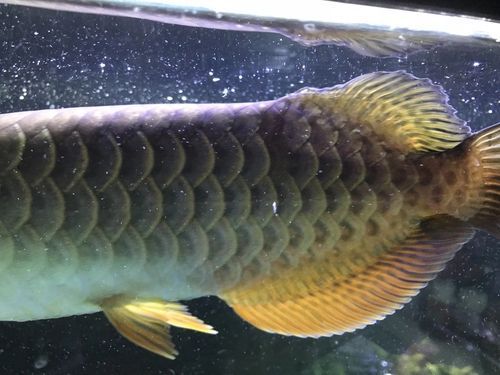 如何判斷龍魚松鱗病是否嚴重，如何判斷龍魚松鱗病