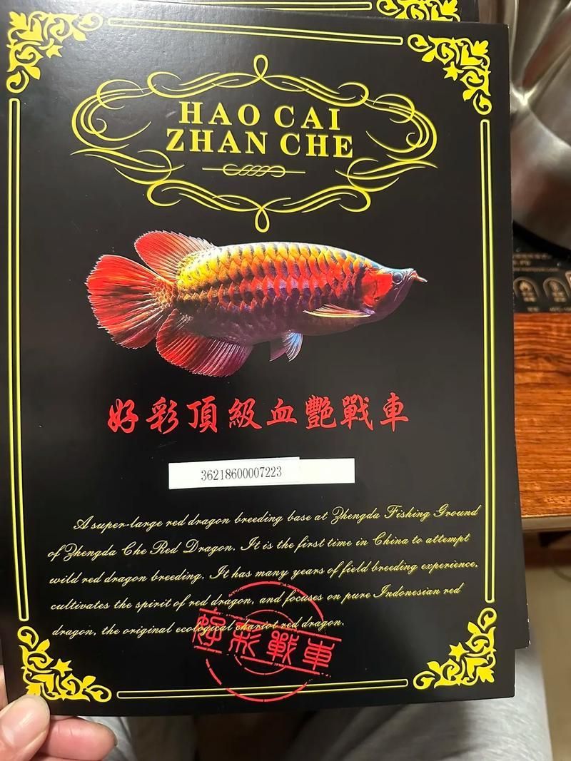 紅龍魚的血統(tǒng)證書有哪些種類，紅龍魚的血統(tǒng)證書 紅龍魚的血統(tǒng)證書有哪些種類，紅龍魚的血統(tǒng)證書 龍魚百科 第3張