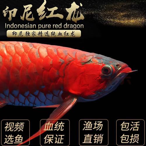 紅龍魚的血統(tǒng)證書有哪些種類，紅龍魚的血統(tǒng)證書 紅龍魚的血統(tǒng)證書有哪些種類，紅龍魚的血統(tǒng)證書 龍魚百科 第6張