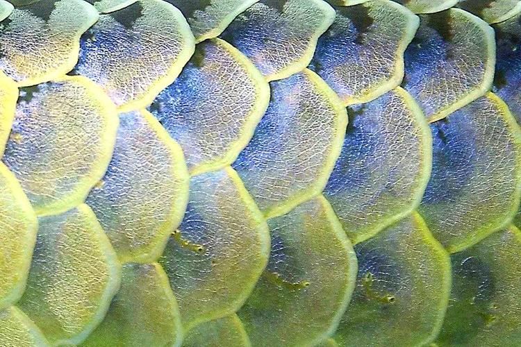 如何挑選健康的淡水龍魚？，如何挑選健康淡水龍魚