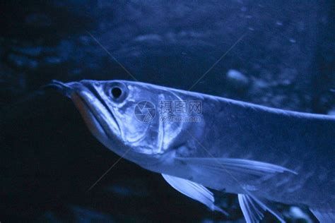燈光暗養對所有龍魚都有效嗎? 龍魚百科 第1張 燈光暗養對所有龍魚都有效嗎? 燈光暗養對所有龍魚都有效嗎? 龍魚百科 第1張