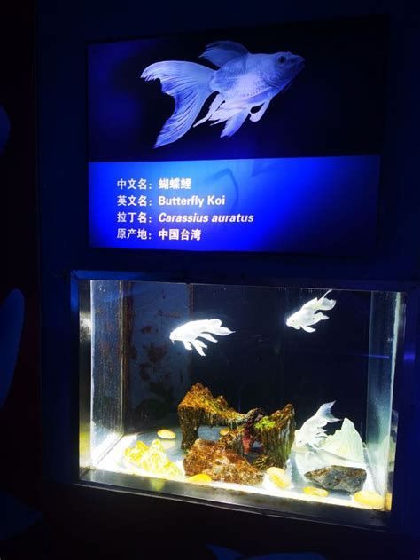 燈光暗養對所有龍魚都有效嗎? 龍魚百科 第2張 燈光暗養對所有龍魚都有效嗎? 燈光暗養對所有龍魚都有效嗎? 龍魚百科 第2張