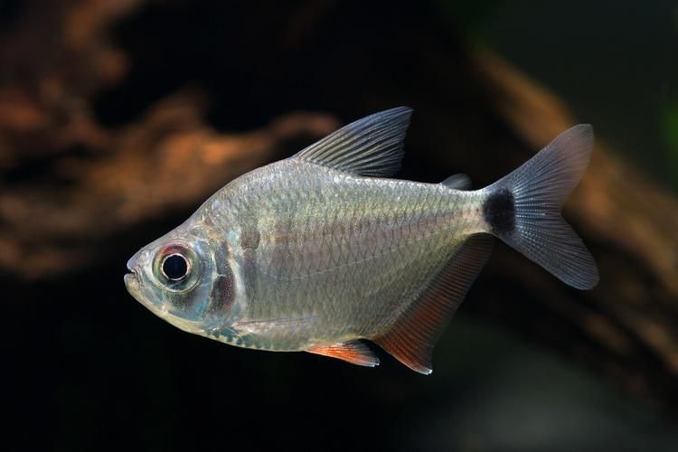 紅魔王銀版魚，“紅魔王銀版魚”