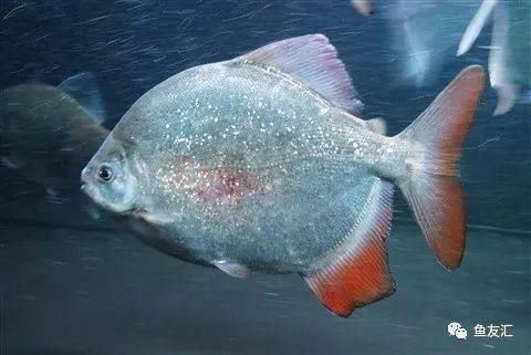 紅魔王銀版魚,“紅魔王銀版魚” 龍魚百科 第6張 紅魔王銀版魚,“紅魔王銀版魚” 紅魔王銀版魚,“紅魔王銀版魚” 龍魚百科 第6張