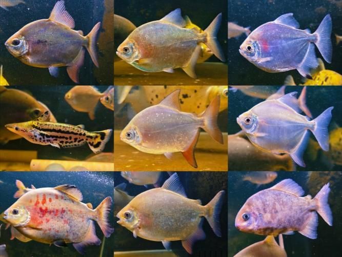 紅魔王銀版魚,“紅魔王銀版魚” 龍魚百科 第4張 紅魔王銀版魚,“紅魔王銀版魚” 紅魔王銀版魚,“紅魔王銀版魚” 龍魚百科 第4張