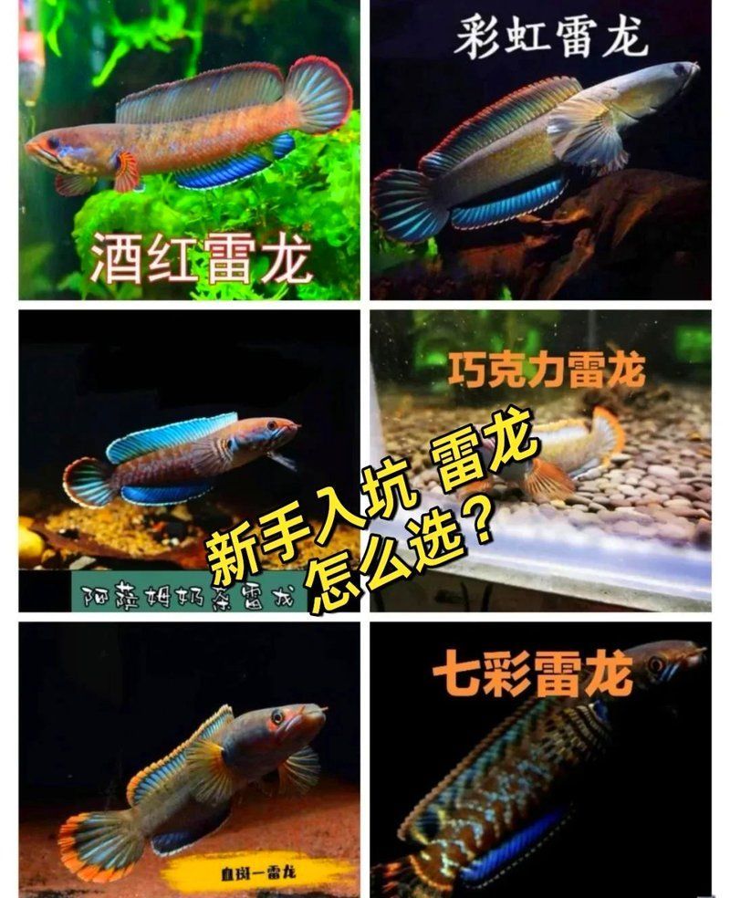 如何選擇適合自己的雷龍魚，雷龍魚選擇適合自己的雷龍魚