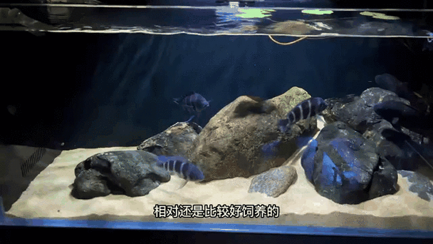如何延長薩伊藍魚的壽命？，如何延長薩伊藍魚壽命