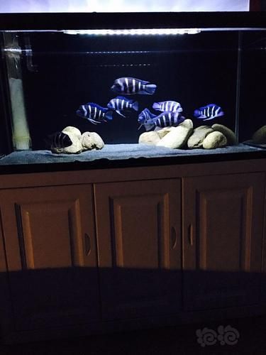如何延長薩伊藍魚的壽命?,如何延長薩伊藍魚壽命 龍魚百科 第6張 如何延長薩伊藍魚的壽命?,如何延長薩伊藍魚壽命 如何延長薩伊藍魚的壽命?,如何延長薩伊藍魚壽命 龍魚百科 第6張