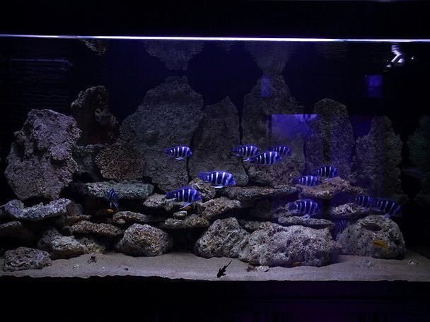 如何延長薩伊藍魚的壽命?,如何延長薩伊藍魚壽命 龍魚百科 第3張 如何延長薩伊藍魚的壽命?,如何延長薩伊藍魚壽命 如何延長薩伊藍魚的壽命?,如何延長薩伊藍魚壽命 龍魚百科 第3張