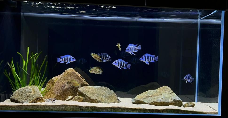 如何延長薩伊藍魚的壽命?,如何延長薩伊藍魚壽命 龍魚百科 第2張 如何延長薩伊藍魚的壽命?,如何延長薩伊藍魚壽命 如何延長薩伊藍魚的壽命?,如何延長薩伊藍魚壽命 龍魚百科 第2張