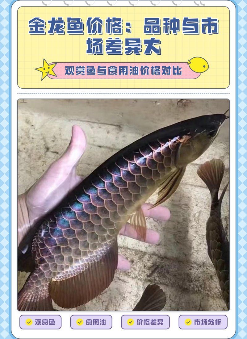 高品質金龍魚的價格是多少，金龍魚的價格是多少