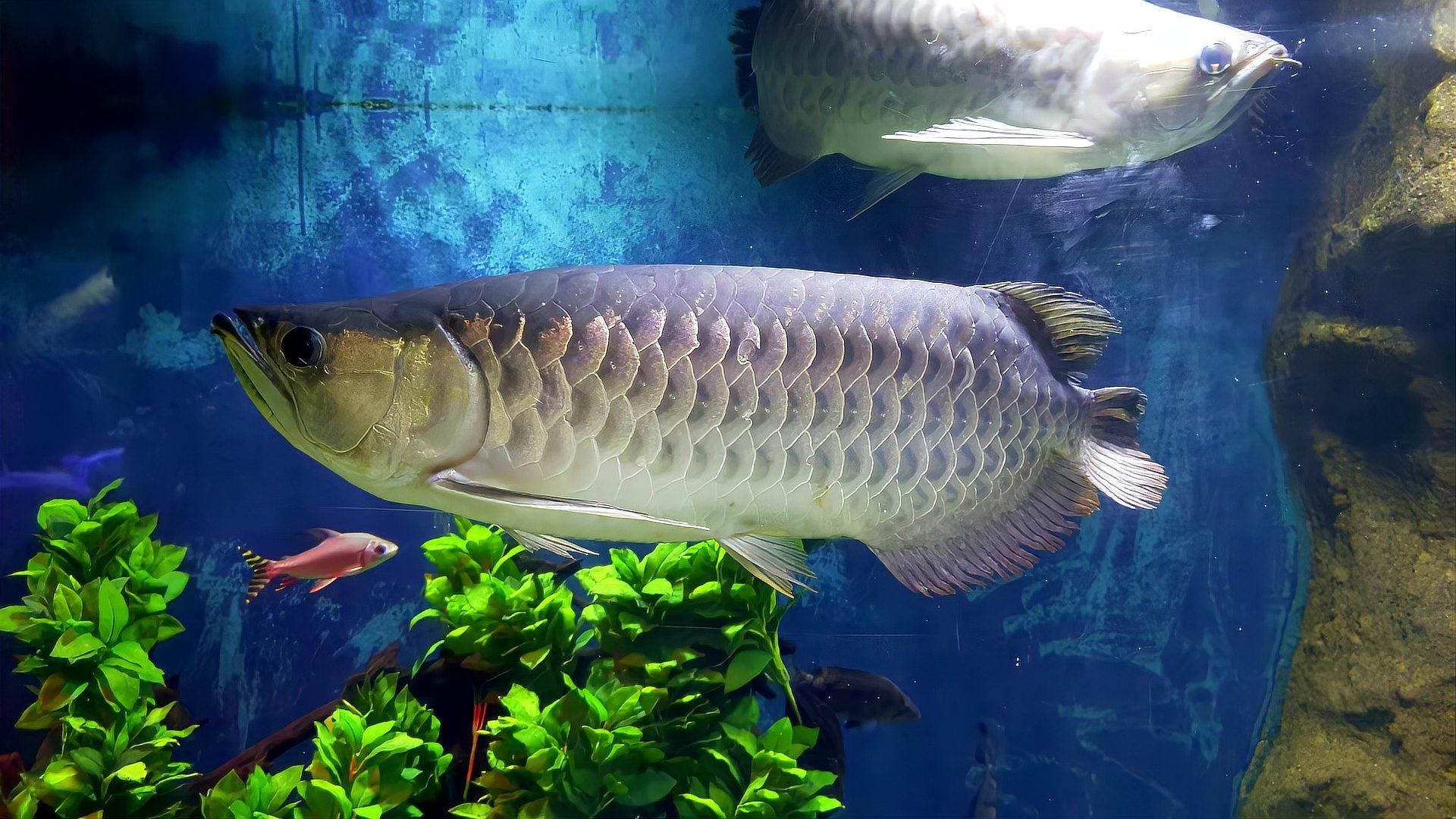 成安龍魚的飼養方法是什么，成安龍魚的飼養方法
