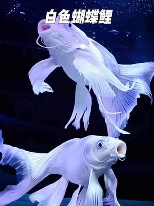 能提供更多蝴蝶鯉的圖片嗎？
