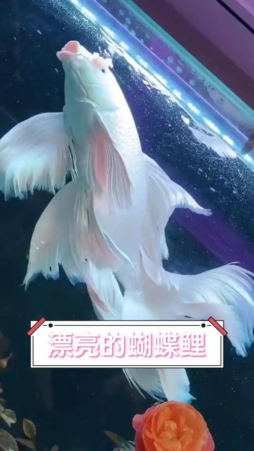 能提供更多蝴蝶鯉的圖片嗎？
