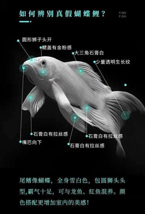 能提供更多蝴蝶鯉的圖片嗎？